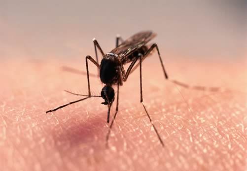Sivrisinek ısırmasını nasıl engellerim ?
