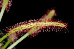 Drosera Capensis Nasıl Bir Bitkidir?