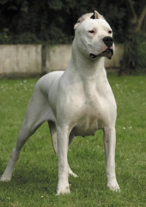 Dogo Argentino: Beyaz Ölüm Meleği